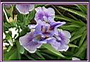 07-Iris bleu lilas enc.jpg